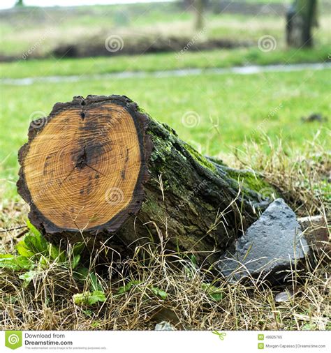 Tree Stump Stock Photo Image 49925765