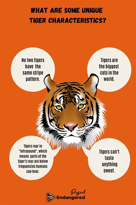 Unique Tigers Characteristics Endangered Tigers Tiger Conservation