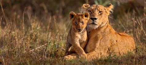 Book hostal africa do sul, lisbon on tripadvisor: Safari: observação da vida selvagem é setor que cresce na ...
