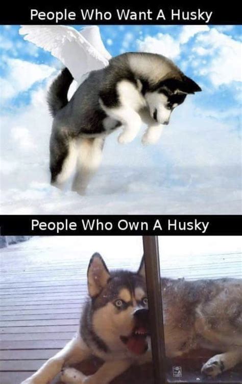 Husky Funny Husky Meme Dog Quotes Funny Funny Animal Jokes Cute