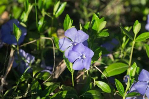 Periwinkle Flower Meaning Symbolism And Use Of Each Color Growingvale