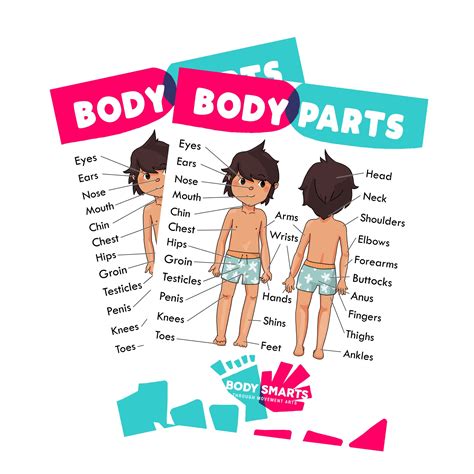 Body Parts Anatomy Sex Ed Private Parts Poster Printables Male