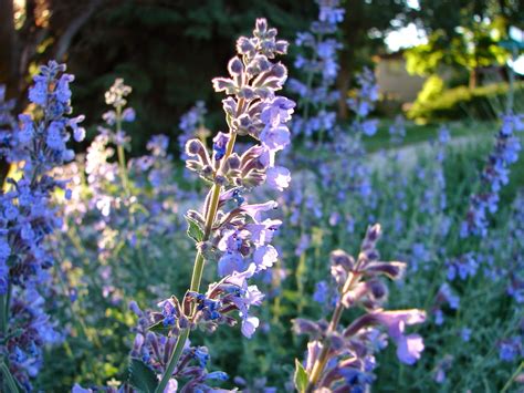 Simply water them once a week to enjoy their blooms all summer long. New Utah Gardener: The Most Drought-Tolerant Waterwise ...