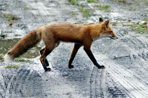 Kostenlose Bild roter Fuchs Gesicht Säugetier Vulpes Vulpes