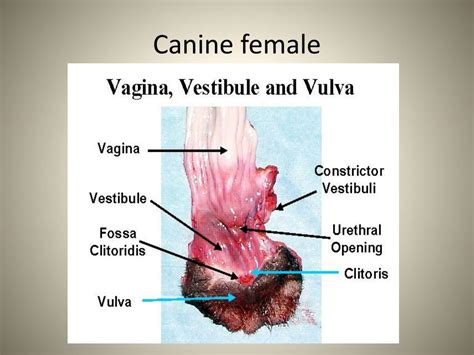 Ppt Female Reproductive System Neonatology Powerpoint Presentation