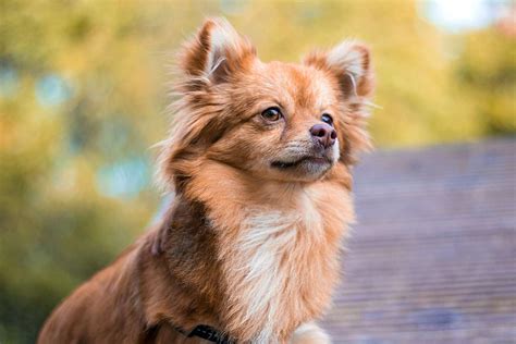 Pomchi Dog Breed Information And Characteristics Daily Paws