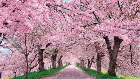 Melihat gambar pemandangan alam yang indah mampu meningkatkan mood dan membangkitkan. Wallpaper Taman Bunga Sakura Hd