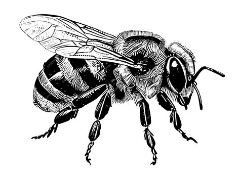 蜂の白黒の絵 プレミアムベクター