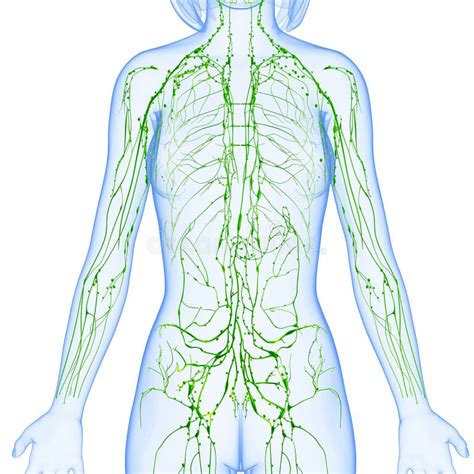 Female Lymphatic System Of Half Body Stock Illustration Illustration