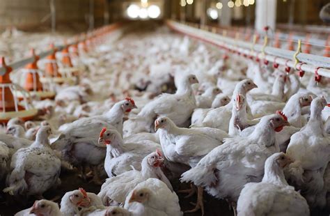Chicken Production In Canada Broiler Chickens Meat Chickens