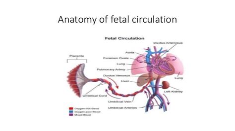 Fetal Circulation Anatomy Anatomy Diagram Source