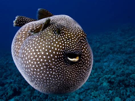 Giant Puffer Fish Puffed Up