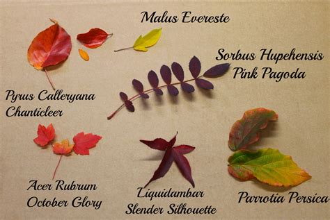 The Last Of The Autumn Colours Ornamental Trees