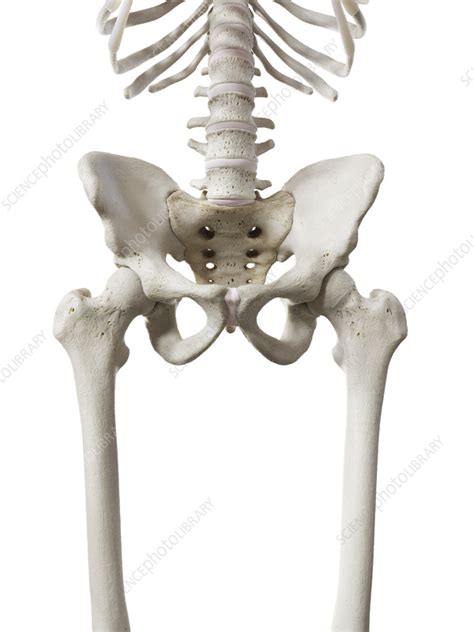 Hip Bones Illustration Stock Image C0553150 Science Photo Library