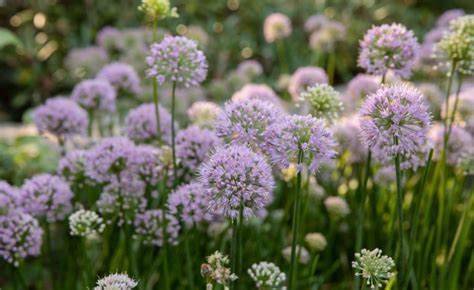 Allium Flower Meaning Symbolism And Spiritual Significance Flower Flood