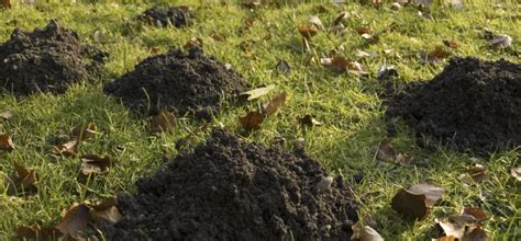 How does the yard gard mole deterrent work? WIE BLÖD: DER MAULWURF BUDDELT WIEDER - Willkommen in ...