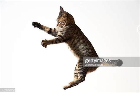 Jumping Cat Cats Jumping Cat Domestic Cat