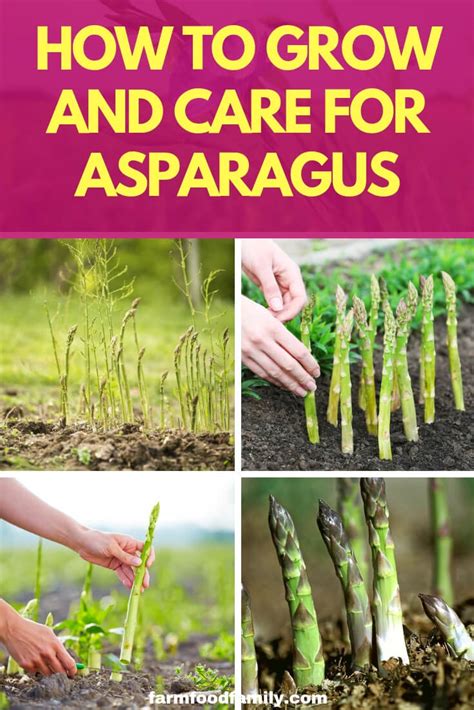 Which day is the settlement day. How to Grow and Care for Asparagus - FarmFoodFamily