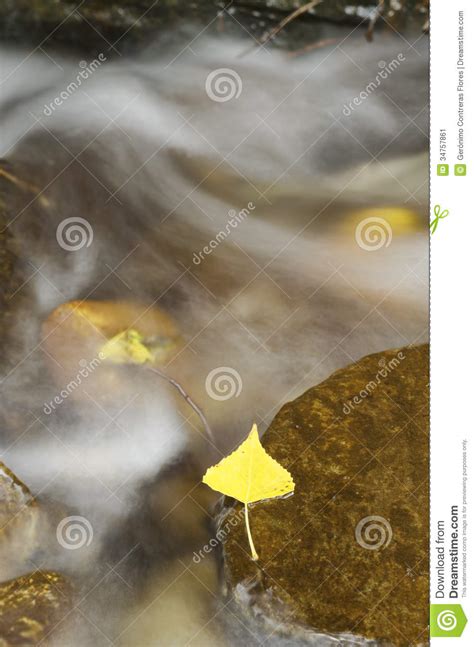 Streaming Water Between Rocks With Autumn Leaves Stock Image Image Of
