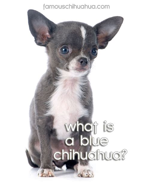 Which puppy is the odd one out? What is a blue chihuahua? How are blue chihuahua puppies ...