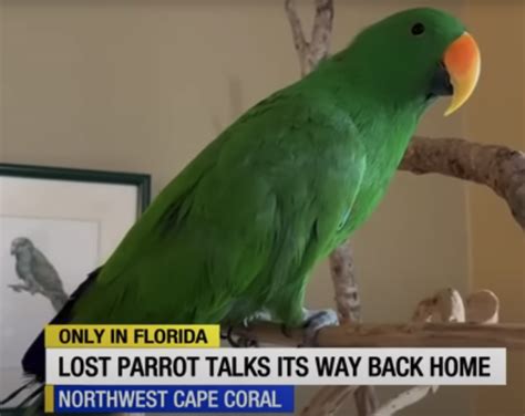 Solomon Island Eclectus Parrot Found His Way Home In Florida