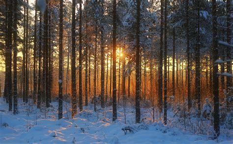 Sunset Winter Forest Landscape Wallpaper 3946x2446