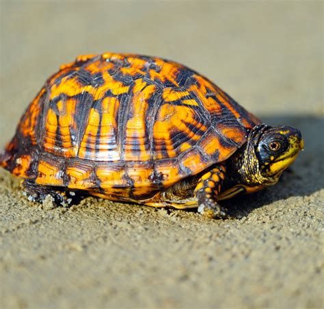 Animal Symbolism Turtle Meanings On Whats Your