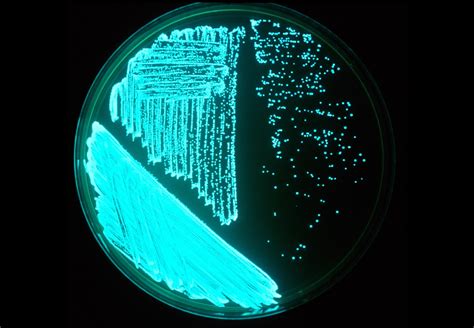 Ingbioproductores La Bioluminiscencia Vibrio Harveyi