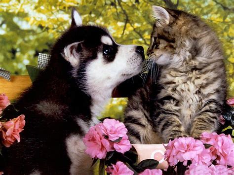 73 likes · 1 talking about this. Puppies and Kittens Wallpaper ·① WallpaperTag