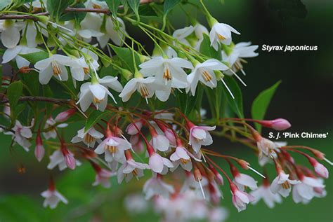 Pink flowering trees in oregon. Styrax japonicus 'Pink Chimes' | Landscape Plants | Oregon ...