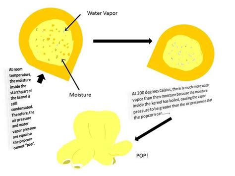 Diagram Of How Popcorn Pops Popcorndiagram With
