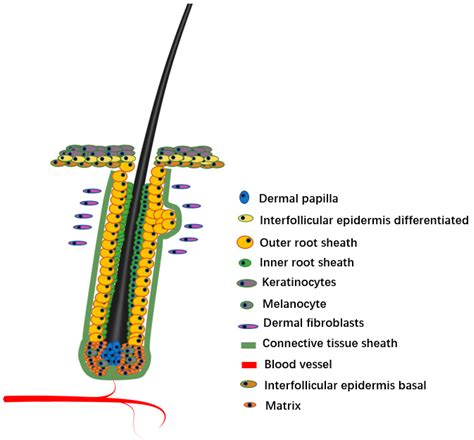 Hair Follicle Structure And Function