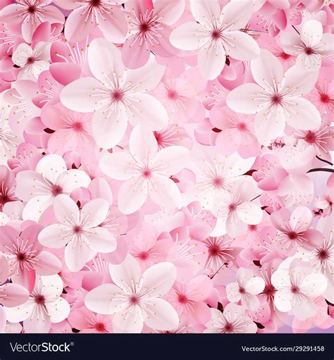 Blossoming Pink Sakura Flowers Background Vector Image