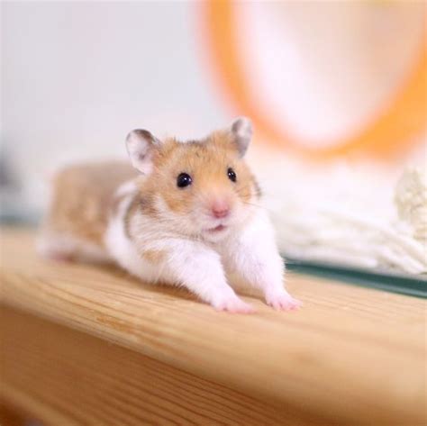 Lets Do Some Morning Stretch Cute Hamsters Cute Baby Animals Cute