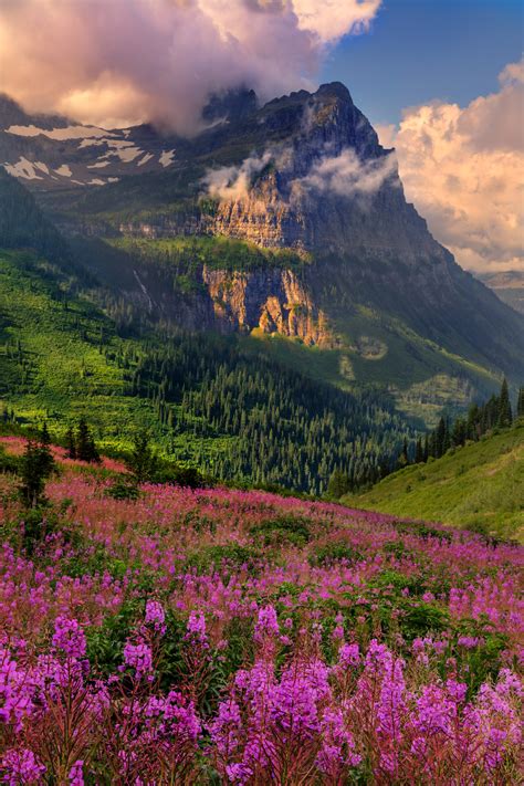 Red Fireweed Flowers Glacier Natl Park Fine Art Photo Print Photos By
