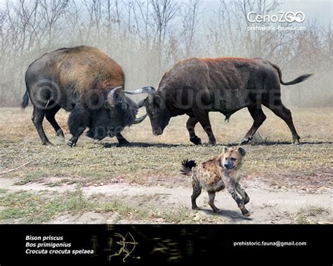 Steppe Bison And Auroch