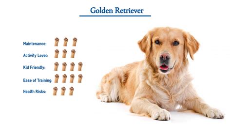 Funny, playful and a joy to be with….and a great swimmer too, with his webbed feet and all that…. Golden Retriever Dog Breed… Everything That You Need to ...