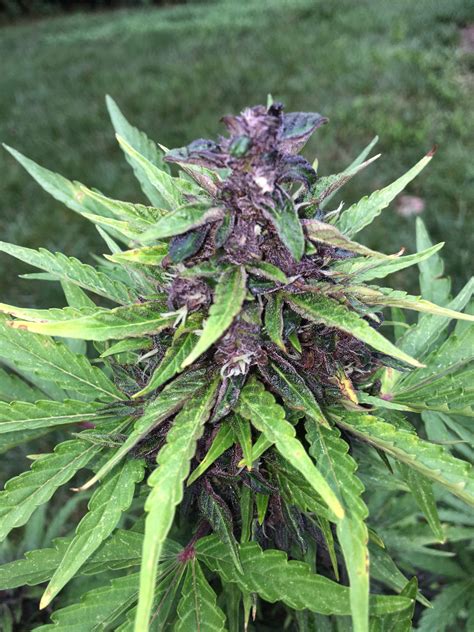 Shop our great selection of pink dress pink & save. Seedsman Pink Kush CBD Auto grow journal week9 by Peter ...