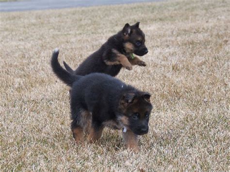 Sable, and black and tan. Vollmond - German Shepherd Puppies For Sale | Chicago ...