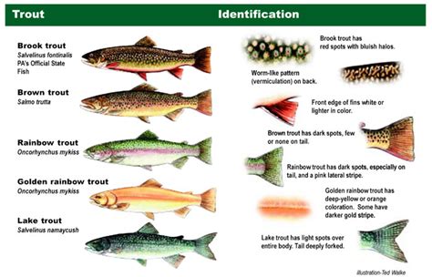 Simple Trout Identification Whamz Fishing Tips And Guides