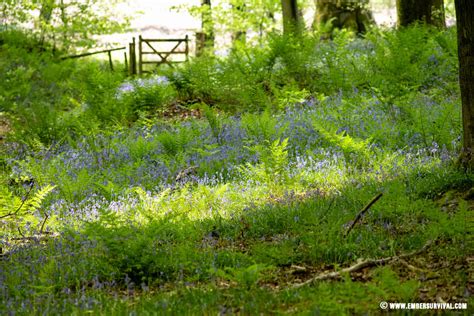 British Woodland in Spring