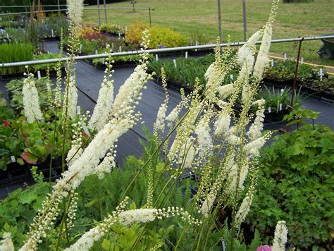 Actaea Plants In Variety By Mail Order