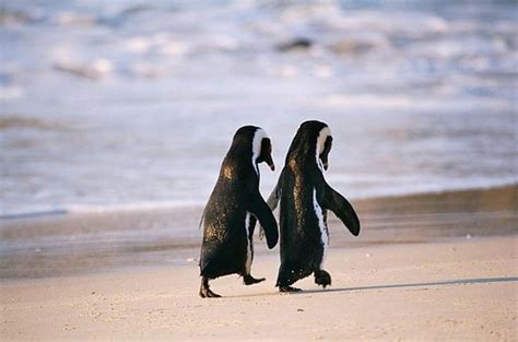 Adorable Animals Couple Cute Love Penguin Image 23868 On