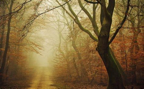Landscape Nature Moss Forest Dirt Road Fall Mist Path Leaves