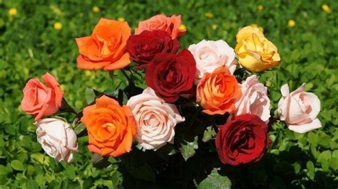 Gambar Macam Macam Warna Bunga Mawar Terbaru