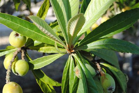 How To Grow A Loquat Tree For Big Harvests Epic Gardening