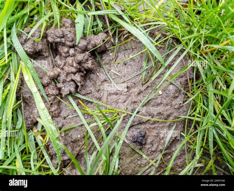 Bare Lawn With Soil And Worm Casts Stock Photo Alamy