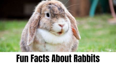 10 Fun Facts About Rabbits Naturefaq