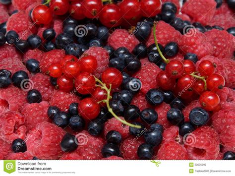 Assorted Fresh Berries Stock Photo Image Of Antioxidant 20035992