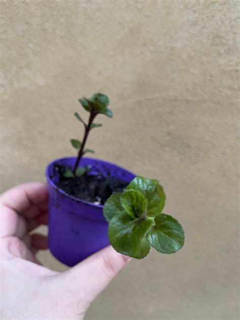 Small Krishna Tulsi Plant In 8cm Pot Tulsi Plant Basil Etsy Uk